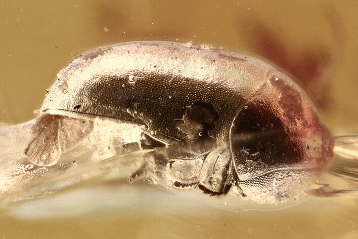 Detailed Fossil Beetle (Ptinidae) in Baltic Amber #300661